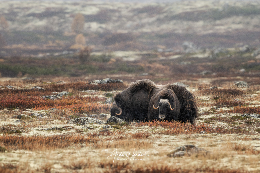 Alte Seelen | Andre Wandrei - Nature Artworx - Realisiert mit Pictrs.com