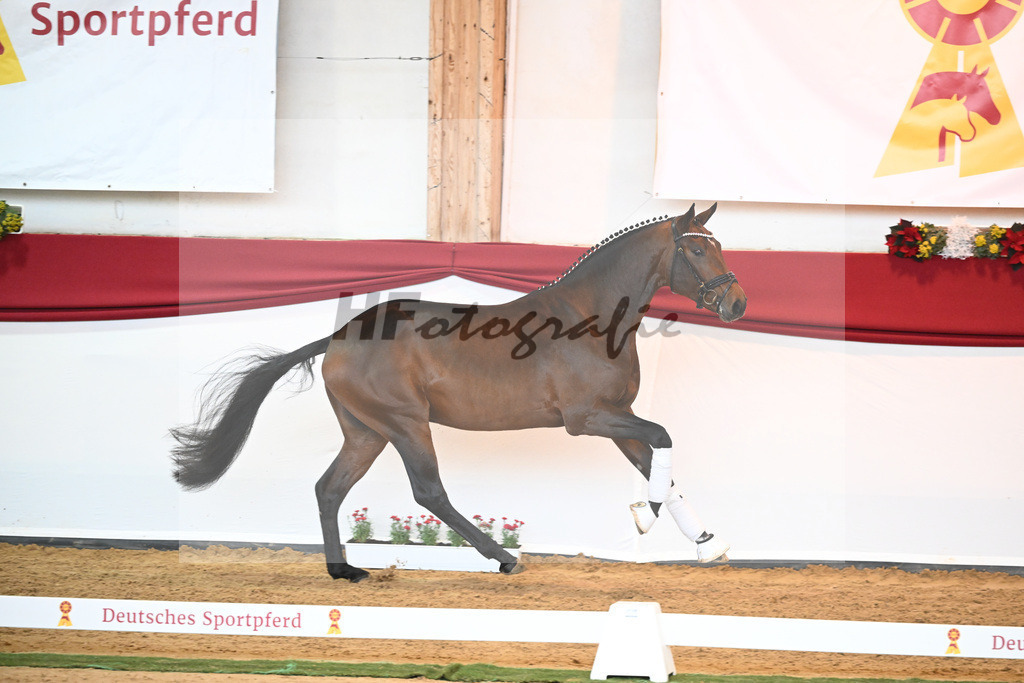 Kat-Nr. 40 Monte Carlo TC x Finest_Gestuet Greim_43230362 | hf-fotografie - Realisiert mit Pictrs.com