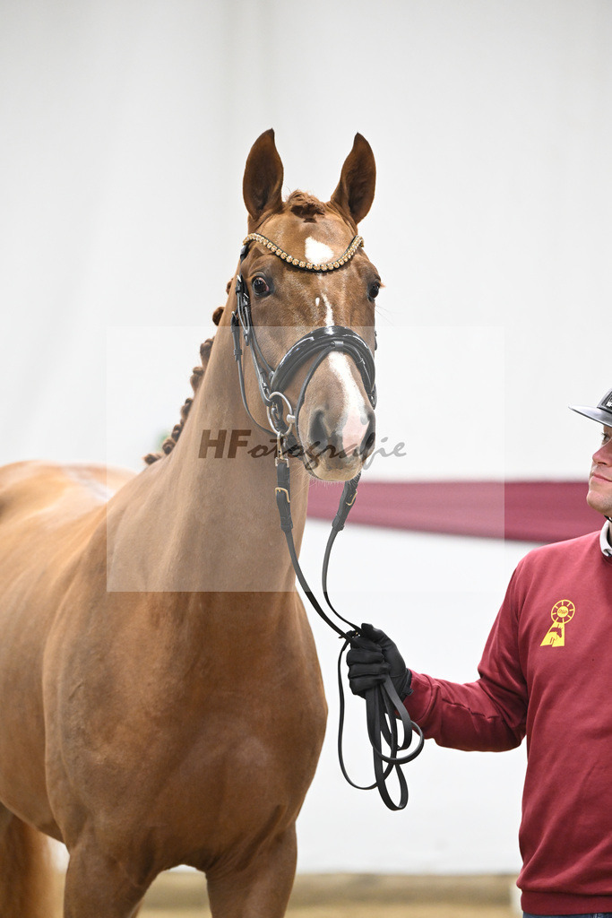 Kat-Nr. 93 Denzel van het Meulenhof - Chacco-Blue_Michael Eichler_47252909 | hf-fotografie - Realisiert mit Pictrs.com