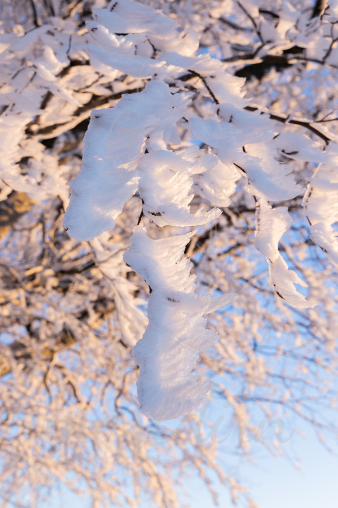Winter am Hochkogelberg Rauhreif | Ihre Fotografin im Lungau, ihre Fotografin im Mostviertel, Wandbilder Onlineshop, Imagefotos für Ihr Unternehmen,  - Realisiert mit Pictrs.com