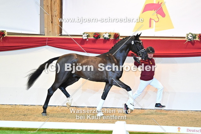 69_Sezuan - San Amour I_787_2436 | Björn Schroeder Pferdefotografie