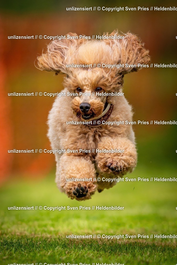 Sven Pries | 2024-09-22 - Hunderennen Baden-BadenPudelverein - Realisiert mit Pictrs.com