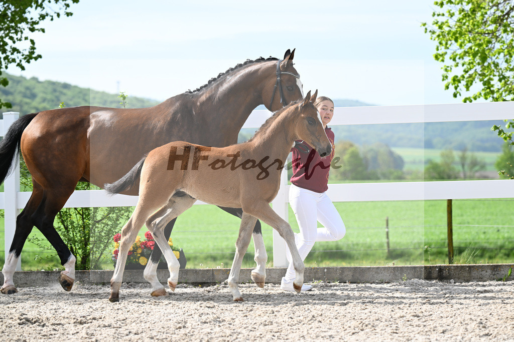 Kat-Nr. 811 HF v. Grey Tonic x Sir Donnerhall I_Rieder_23260202 | hf-fotografie - Realizzato con Pictrs.com