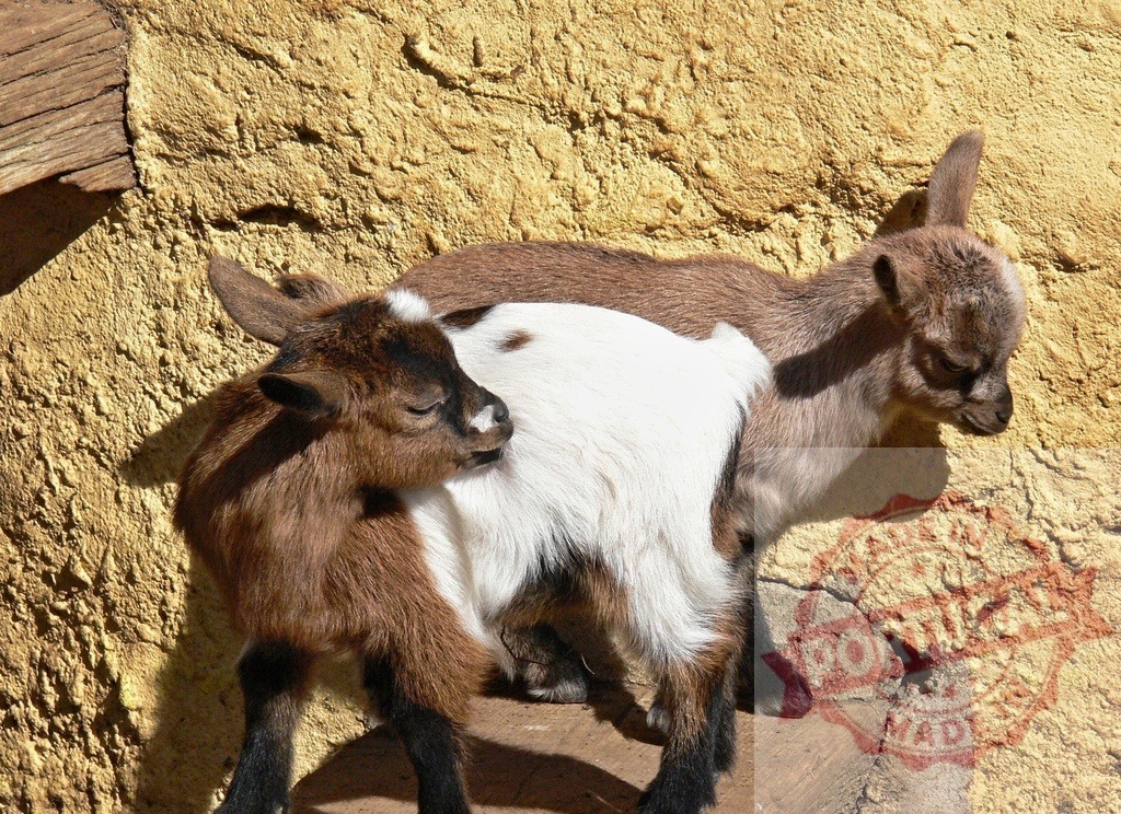 Baby goats resting against a textured wall | Two young brown and white baby goats standing together on a farm - Realisiert mit Pictrs.com