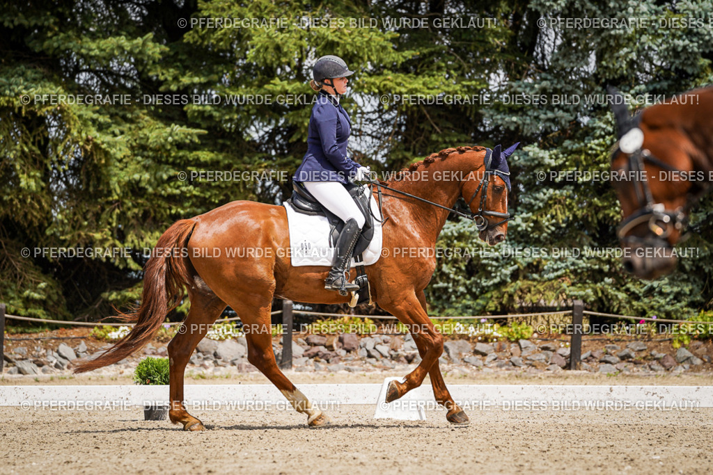 DSC02452 | Pferdegrafie