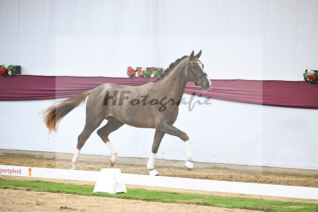 Kat-Nr. 113 Benicio x Floriscount_Galneder Zuchthof GbR_47253748 | hf-fotografie - Realisiert mit Pictrs.com