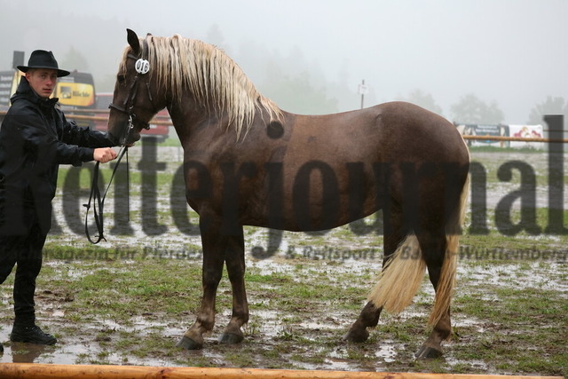 Sankt_Märgen_2025_3-jährig_Stuten_Staatsprämierung_KN_16 (1) | Alle Fotos der Reiterjournal Fotografin Doris Matthaes im Reiterjournal Online-Fotoshop. - Realisiert mit Pictrs.com