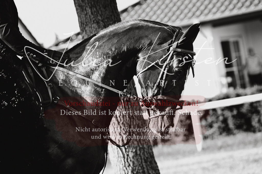 DSC_7512 | Pferde- und Turnierfotografie in Westsachsen. Pferdeportraits, Auftragszeichnungen und intuitive Kunst.