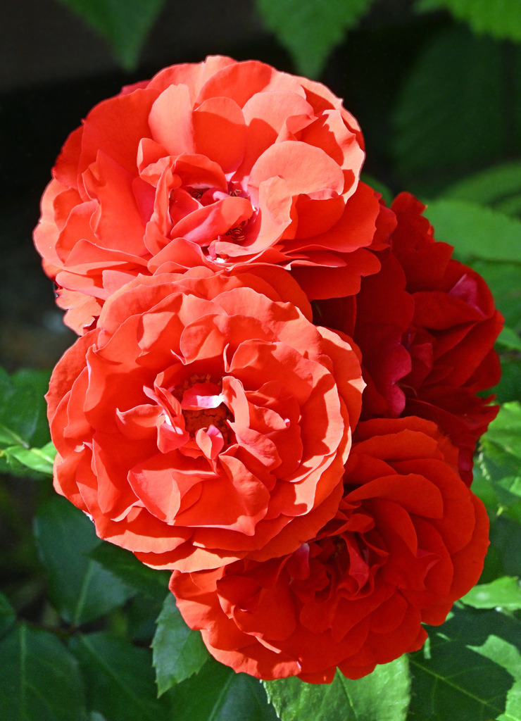 Rosen01h-2 | lucisnaturbilder - Realisiert mit Pictrs.com