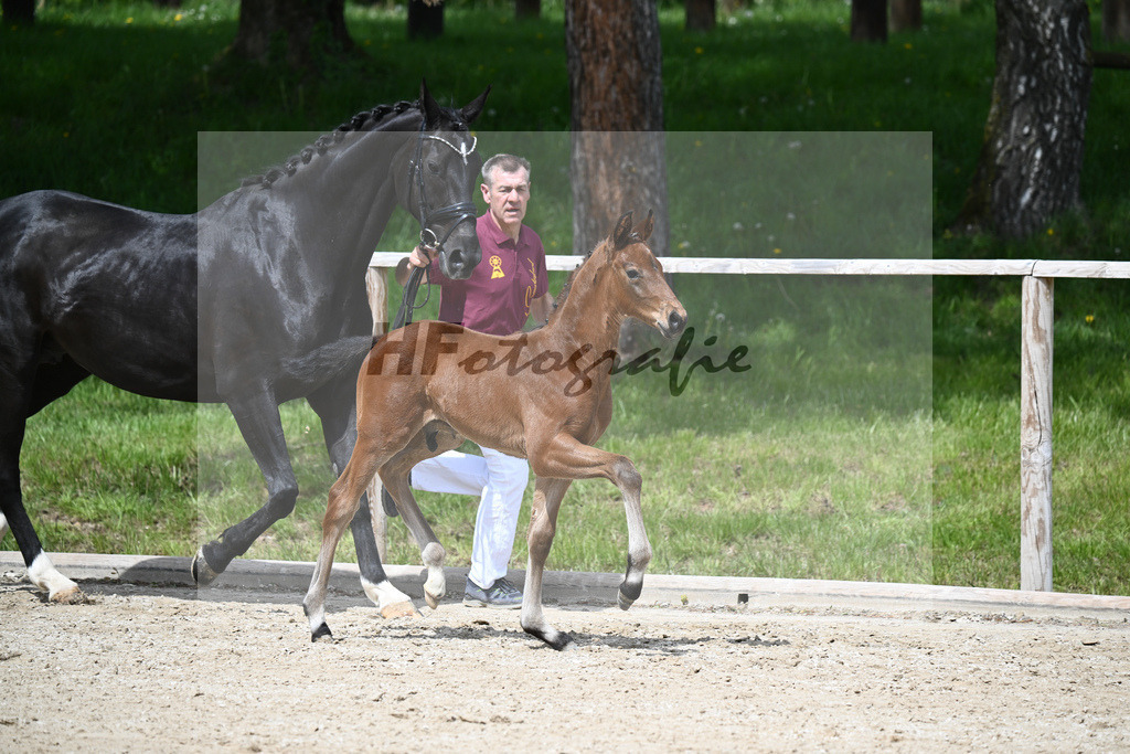 Va Bene x De Niro_HF_Eder_11240673 | hf-fotografie - Realisiert mit Pictrs.com