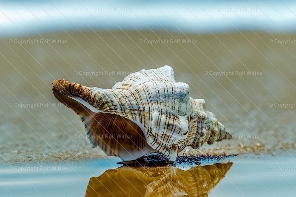 muschel | Rolf Wittke  - Realisiert mit Pictrs.com