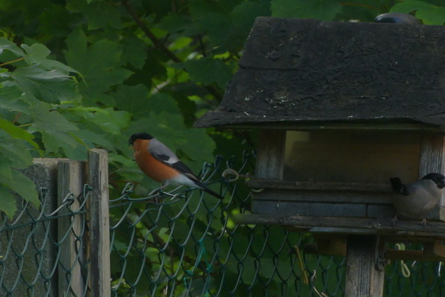 Gimpel (3) | Verkauf von Fotos und  Videoclips zumThema Natur.Motive sind Pflanzen, Tiere, Landschaftenund Wetter - Realisiert mit Pictrs.com