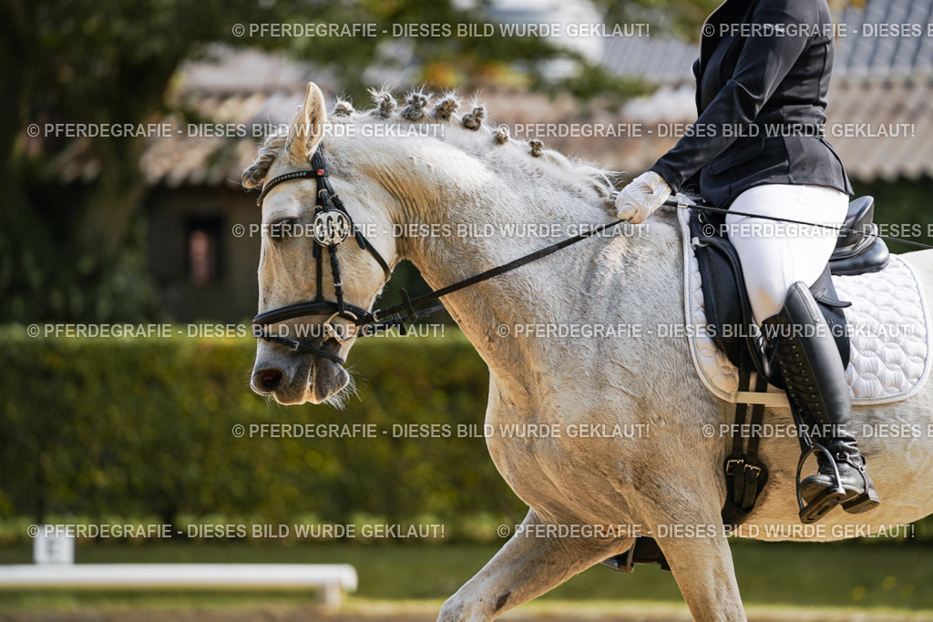 DSC04405 | Pferdegrafie