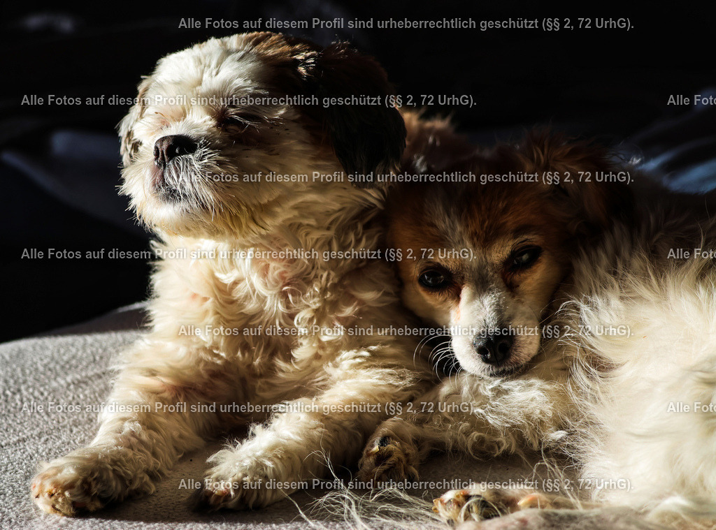 20240224082839_0C4A1825 (1)-01-4 | krollfotografie - Realisiert mit Pictrs.com