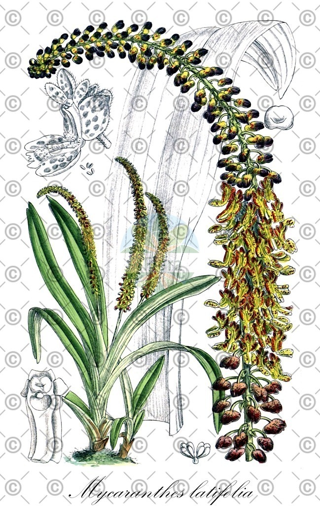 HistAbb_5W38_1_ENZY_Simple | Historische Abbildung von Mycaranthes latifolia - Orchidaceae | Historical Illustration of Mycaranthes latifolia - Orchidaceae