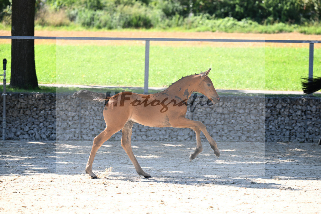 Kat-Nr. 13 Comanchero x Araldik_SF_Joas_26250241 | hf-fotografie - Realisiert mit Pictrs.com