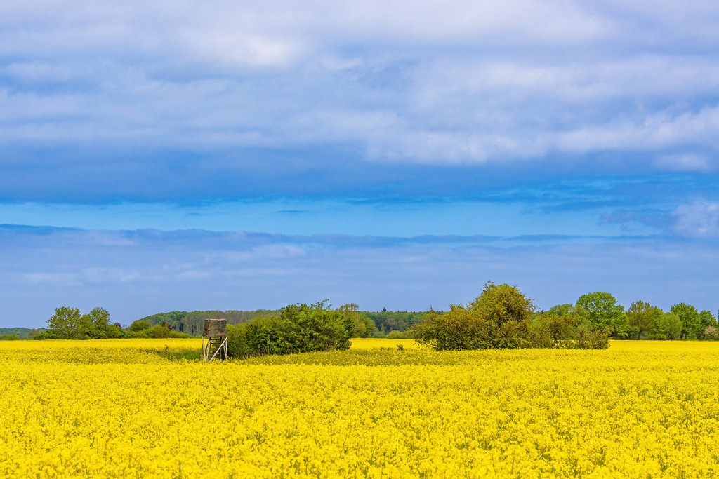 Blühendes Rapsfeld und Bäume bei Purkshof im Frühling | Blühendes Rapsfeld und Bäume bei Purkshof im Frühling.