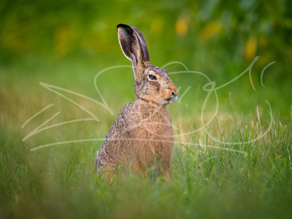 Feldhase genervt | Naturschönheiten aus Deutschland. Pflanzen und Tiere, Insekten und Naturschauspiele. Alle schönen Details, die uns umgeben, fotografiert von Michi Moc.  - Realisiert mit Pictrs.com