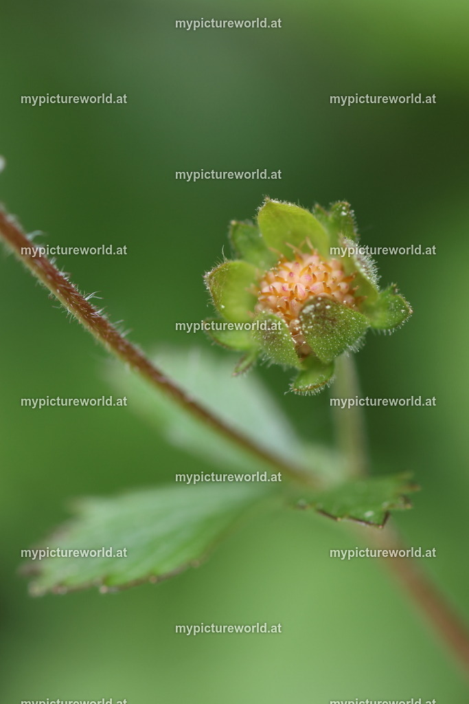 Felsen-Fingerkraut-003 | Das Bilderarchiv über Tiere, Planzen und Landschaften. In der Bilddatenbank finden Sie ein große Auswahl an hochwertigen Bilder für Ihre Werbung - Realisiert mit Pictrs.com