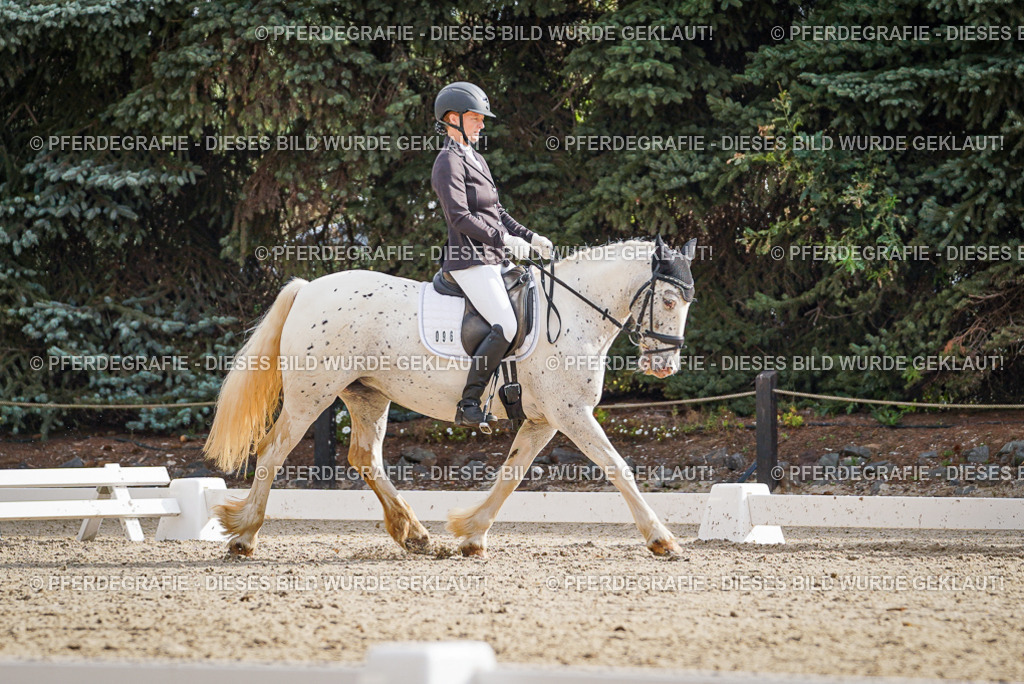 DSC00992 | Pferdegrafie