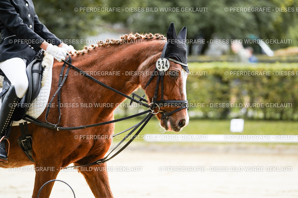 DSC05064 | Pferdegrafie