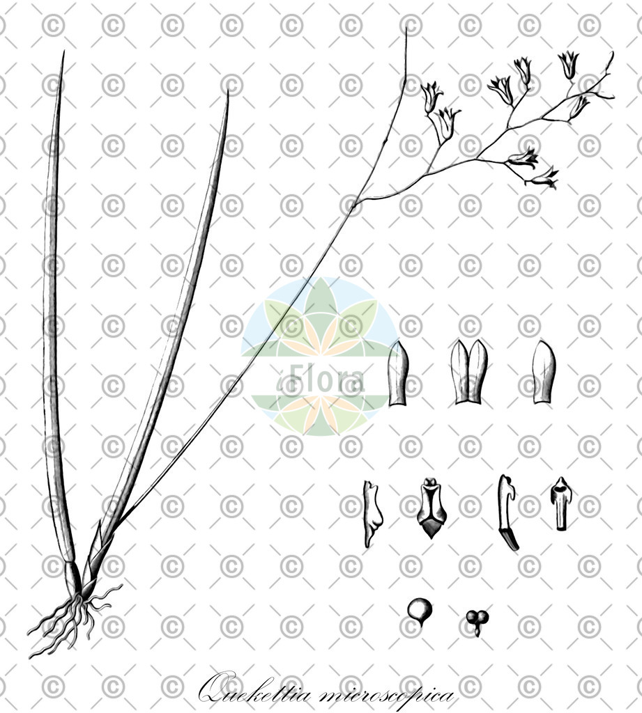 HistAbb_EMP_42521_SRC_Schlechtendal_FLORAD_SIMPLE | Historische Abbildung von Quekettia microscopica - Orchidaceae | Historical Illustration of Quekettia microscopica - Orchidaceae