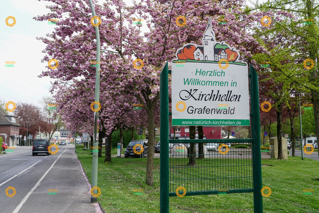 260417-1305_AB33-H-DB_02948 | Kirschblüte Grafenwald Stock - Realisiert mit Pictrs.com
