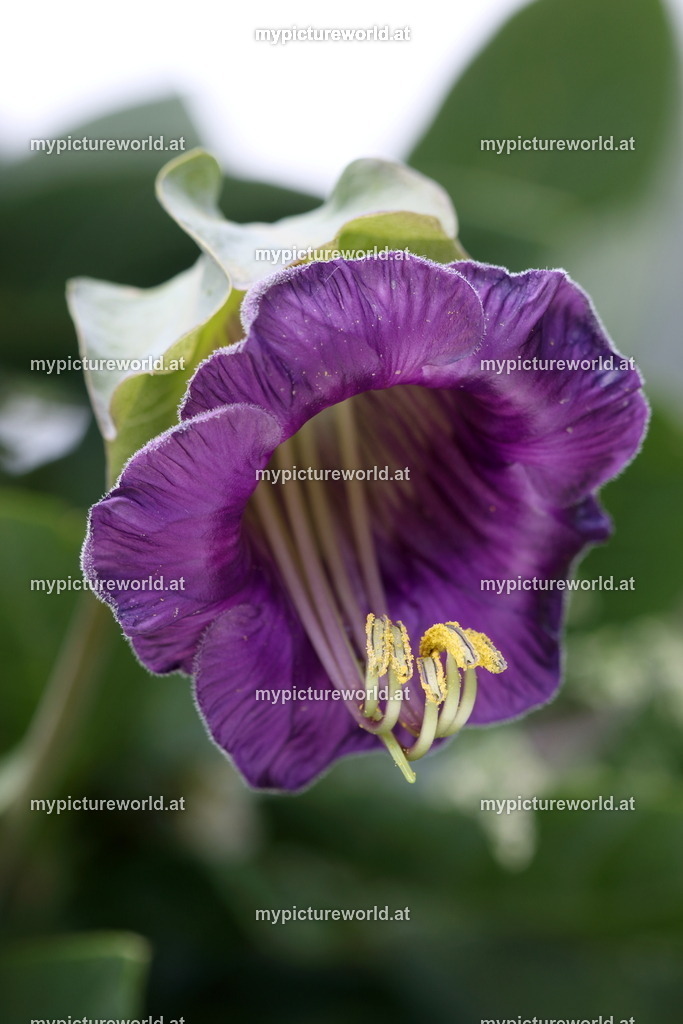 Glockenrebe-002 | Das Bilderarchiv über Tiere, Planzen und Landschaften. In der Bilddatenbank finden Sie ein große Auswahl an hochwertigen Bilder für Ihre Werbung - Realisiert mit Pictrs.com