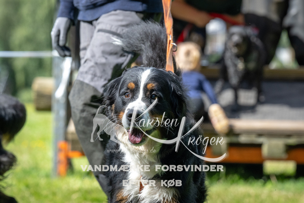 1556_ZZ90035 | kk-dogfotos
