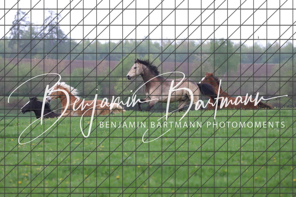 IMG_4273 | Benjamin Bartmann Photomoments