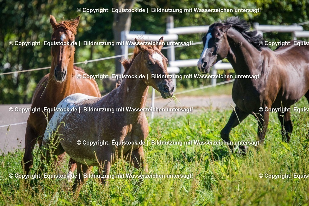 20160826_Wallach_auf_der_Koppel_0004 | Foto: Thomas Hartig