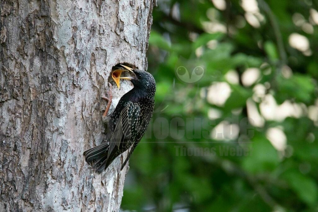 20170513201817-2 | Der Star, auch als Gemeiner Star bezeichnet, ist der in Eurasien am weitesten verbreitete und häufigste Vertreter der Familie der Stare. Durch zahlreiche Einbürgerungen auf anderen Kontinenten ist der Star heute einer der häufigsten Vögel der Welt.  - Realisiert mit Pictrs.com