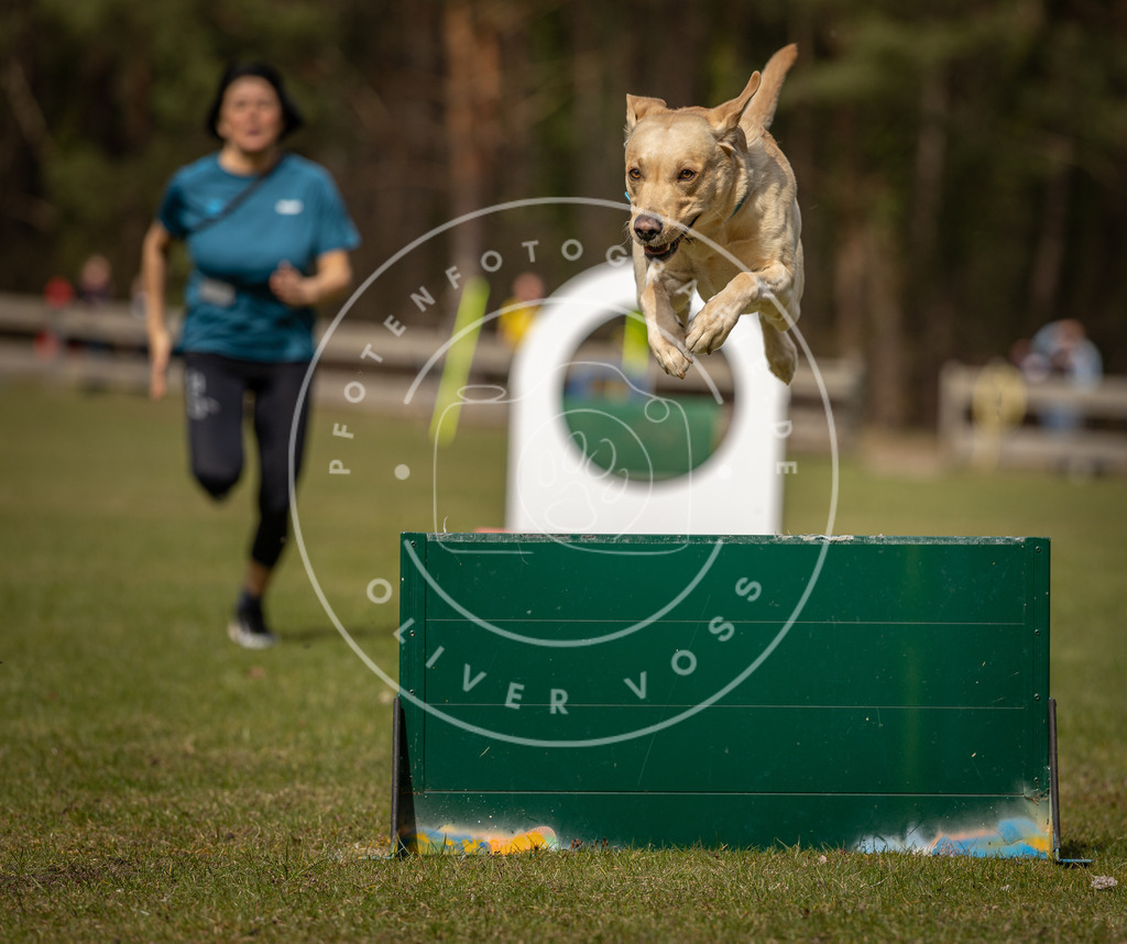 Pfotenfotografie_DV3A8405 | Hundefotografie, Tierfotograf, Pfotenfotografie, Fotoshooting Hund, Hunde Portrait, Hundesport, Hundeportraits, Heideshooting, Hunde, Sportfotograf, Hundefotograf, Turnierhundsport, THS,  - Realisiert mit Pictrs.com