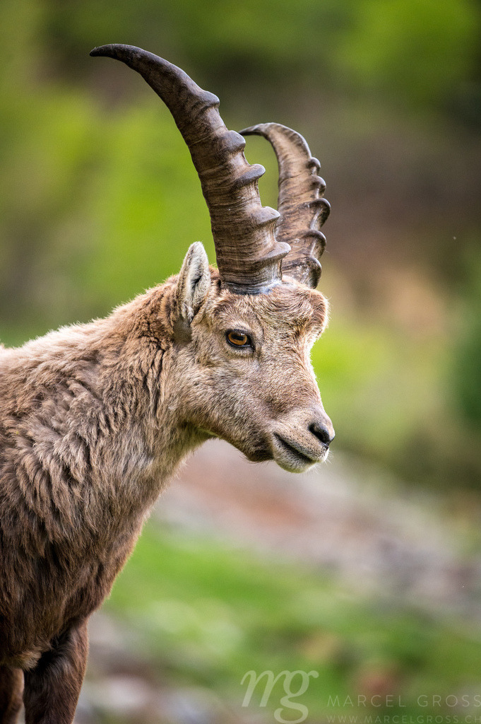 portrait of a young male ibex in Engadine | Die ideale Geschenkidee für Naturliebhaber. Naturbilder von Marcel Gross Photography für ihr Zuhause in den verschiedensten Formaten und Materialien. - Realisiert mit Pictrs.com