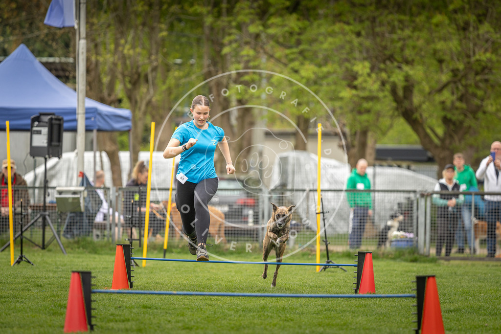 Pfotenfotografie_DV3A2503 | Hundefotografie, Tierfotograf, Pfotenfotografie, Fotoshooting Hund, Hunde Portrait, Hundesport, Hundeportraits, Heideshooting, Hunde, Sportfotograf, Hundefotograf, Turnierhundsport, THS,  - Realisiert mit Pictrs.com