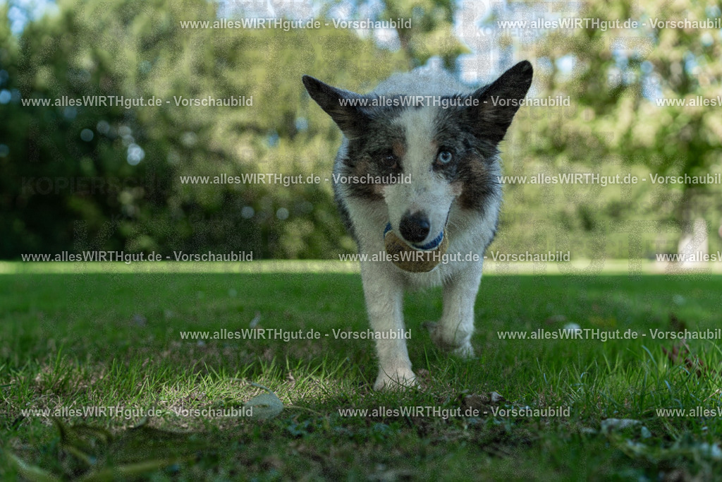 Hundeschwimmen_Volksbad_2026-allesWIRTHgut_Tierfotografie-2609061323-7R500738 | Professionelle Tierfotografie in Mönchengladbach von Daniel Wirth (allesWIRTHgut). Liebevolle & natürliche Bilder von Hunden & Katzen für unvergessliche Erinnerungen.