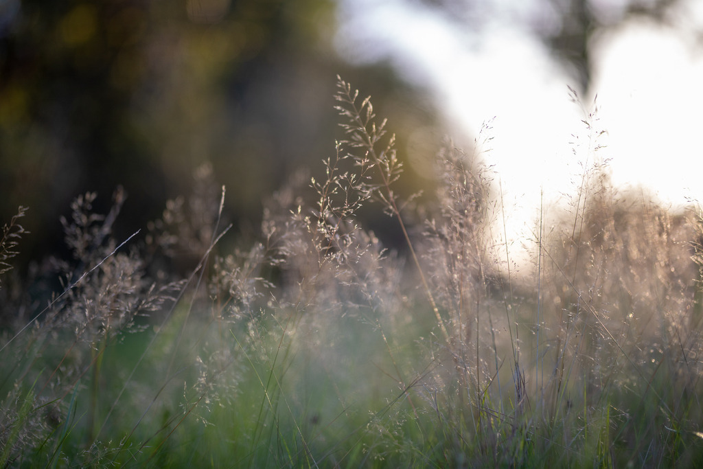 IMG_4764 | ehrlichefotos - Realisiert mit Pictrs.com