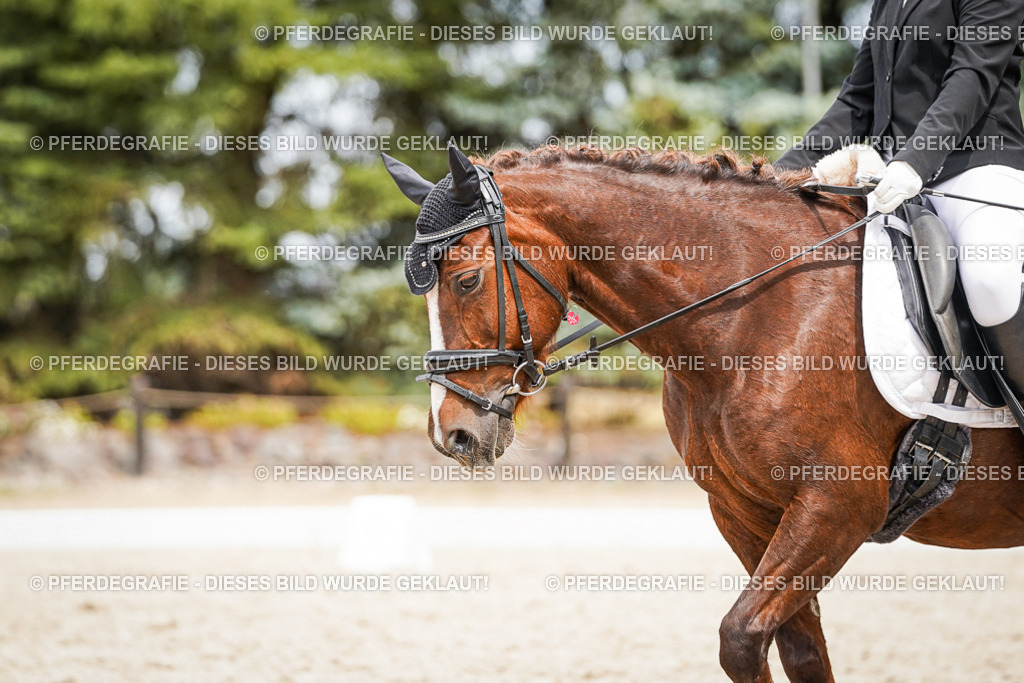 DSC04425 | Pferdegrafie