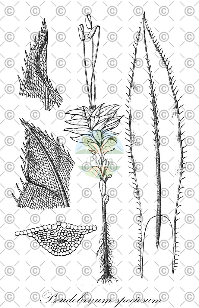 HistAbb_wfo-0000283891_1_ENZY_Simple | Historische Abbildung von Pseudobryum speciosum - Mniaceae | Historical Illustration of Pseudobryum speciosum - Mniaceae