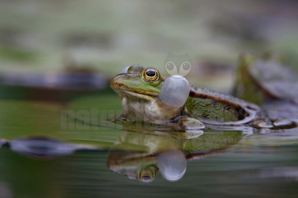 20080530114637 | Der Teichfrosch, ungenauer auch Wasserfrosch genannt, gehört innerhalb der Ordnung der Froschlurche zur Familie der Echten Frösche. - Realisiert mit Pictrs.com