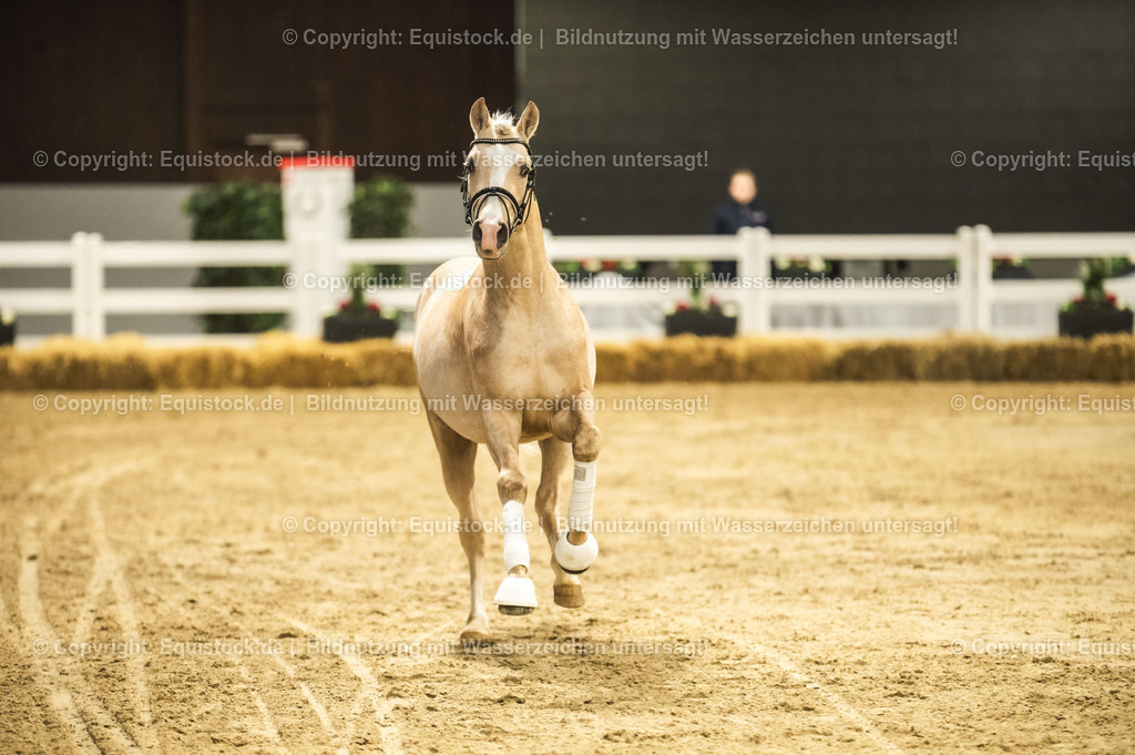 20240302_Hengstvorstellung_Marbach_TOMsPiC_0824-2 | equistock