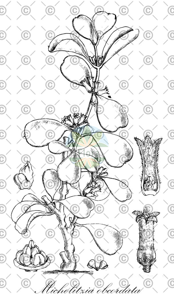 HistAbb_wfo-0001079681_1_ENZY_Simple | Historische Abbildung von Micholitzia obcordata - Apocynaceae | Historical Illustration of Micholitzia obcordata - Apocynaceae