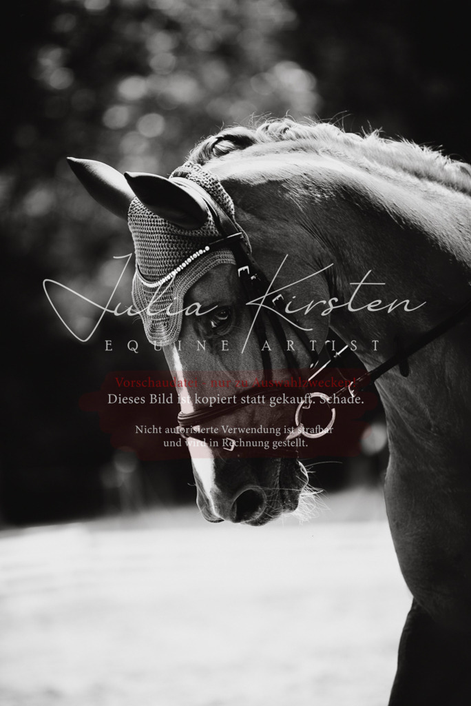 DSC_1166 | Pferde- und Turnierfotografie in Westsachsen. Pferdeportraits, Auftragszeichnungen und intuitive Kunst.