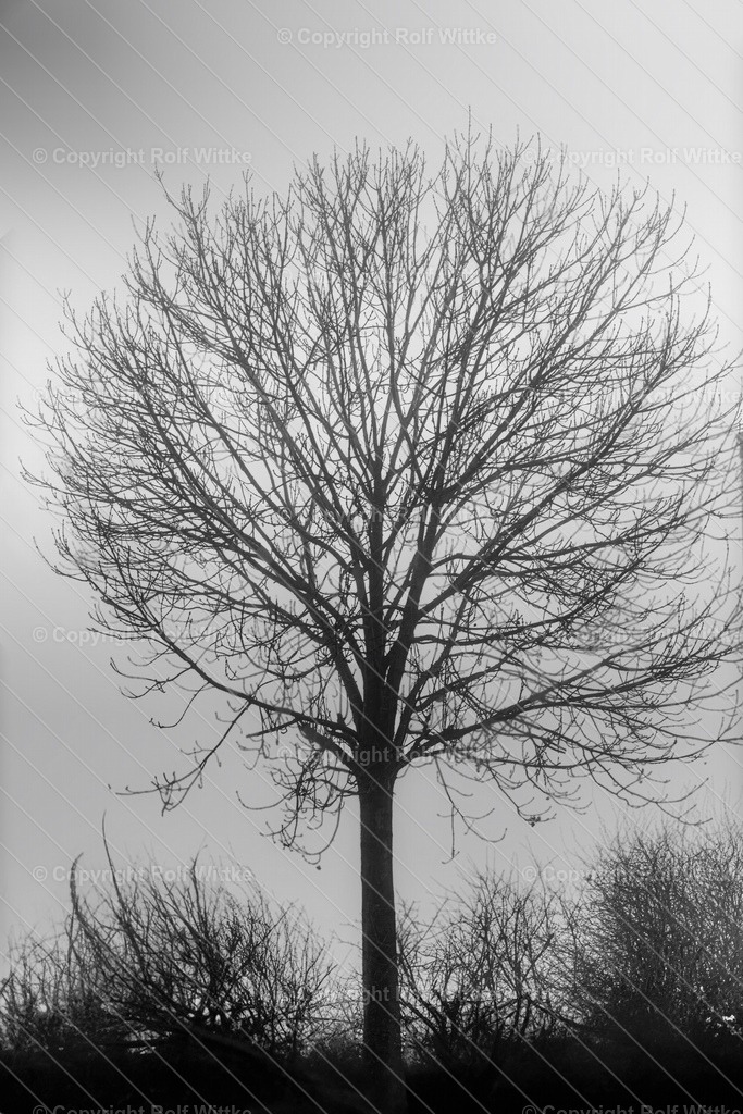 baum0 | Rolf Wittke  - Realisiert mit Pictrs.com