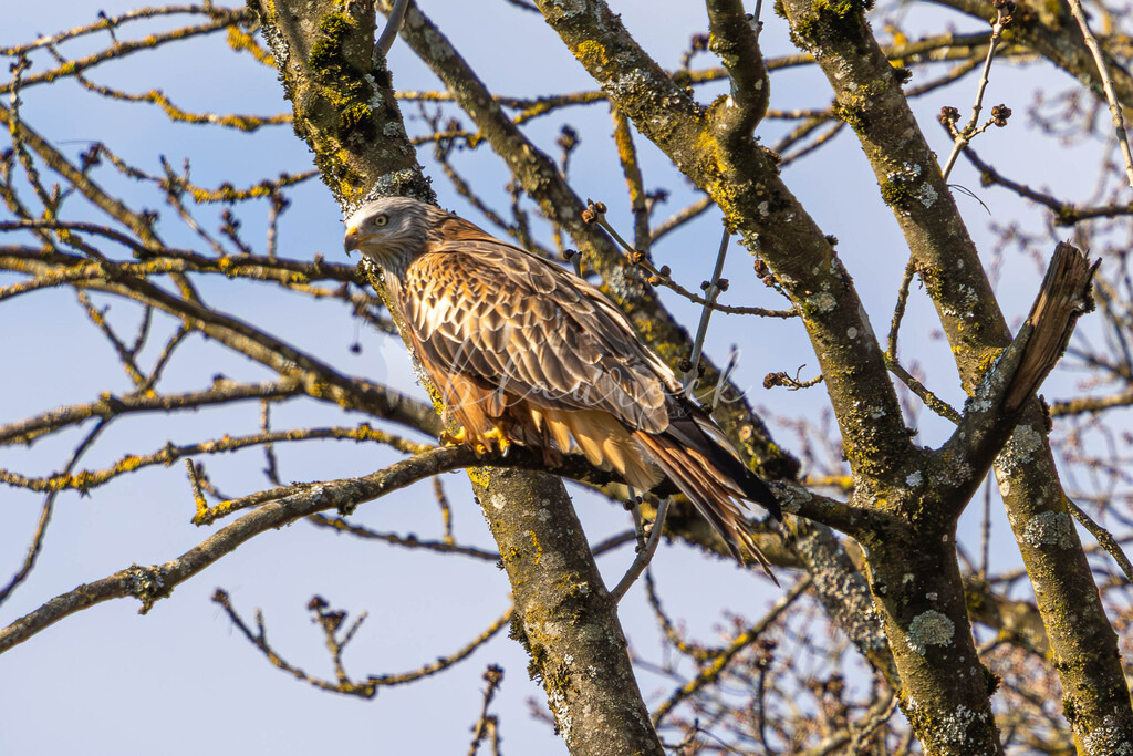 CN12--47 | Sportbilder, Sportfotograf, Hochzeits- und Eventfotografin, Flugshows, Portraits und Tiershooting, Aviation, Downhill, Nationalleague, Swissleague, International