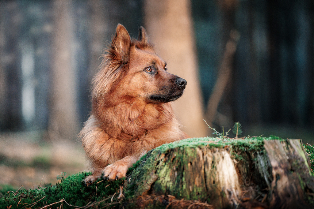 Hundefotografie in der Natur Outdoor | Hundefotografie Bremen Blumenthal und um zu 