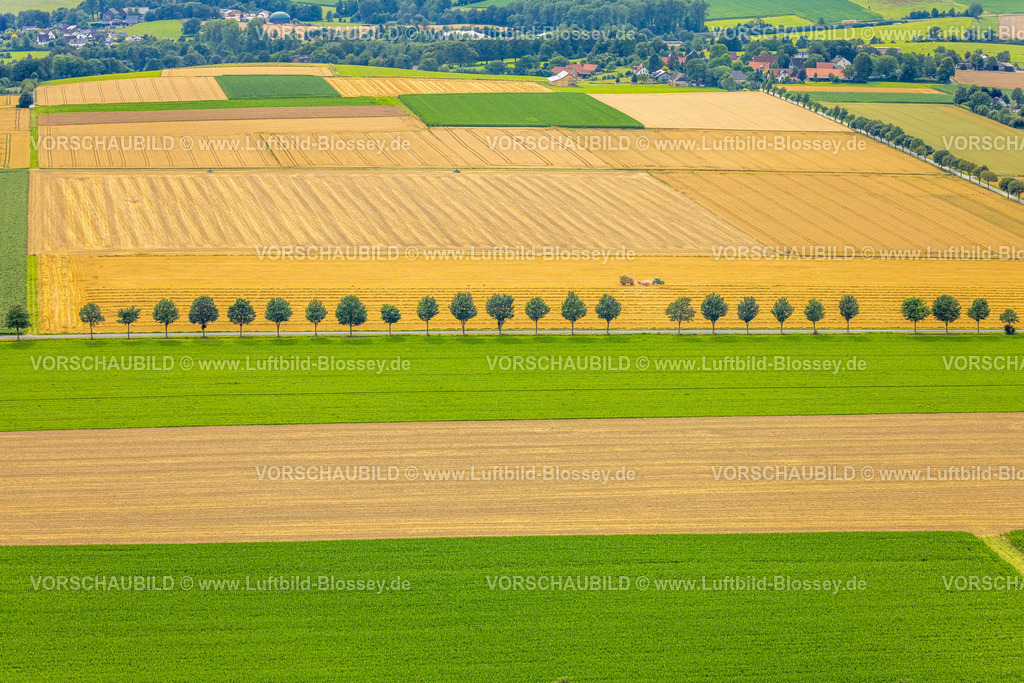 Warstein240713887Oberbergheim | Luftbild, Baumallee am Gewerbegebiet Kalkofen beim Ortsteil Westendorf und Feldarbeit mit Traktor, gelbe landwirtschaftliche Felder, Formen und Farben, Allagen, Warstein, Sauerland, Nordrhein-Westfalen, Deutschland
