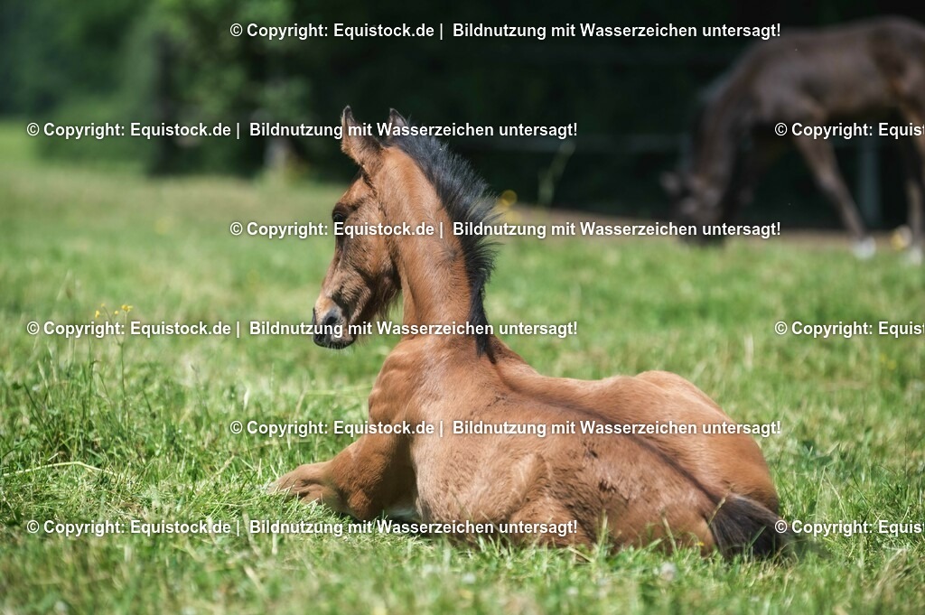 20210617_Fohlen_0171 | Foto: Thomas Hartig