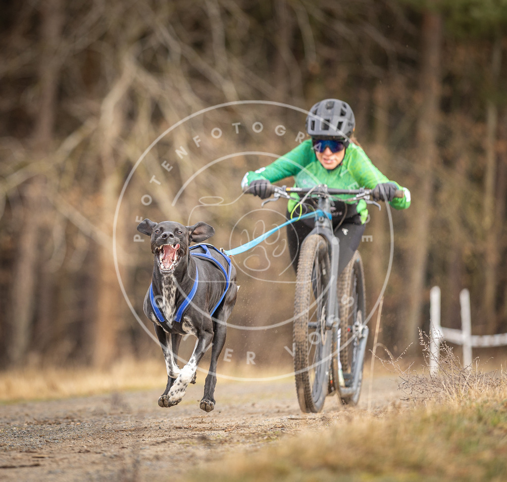 DV3A3402 | Hundefotografie, Tierfotograf, Pfotenfotografie, Fotoshooting Hund, Hunde Portrait, Hundesport, Hundeportraits, Heideshooting, Hunde, Sportfotograf, Hundefotograf, Turnierhundsport, THS,  - Realisiert mit Pictrs.com