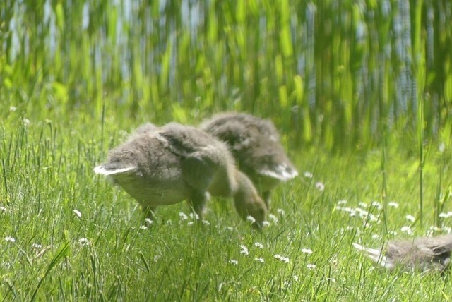 Graugänse (3)VSB | Verkauf von Fotos und  Videoclips zumThema Natur.Motive sind Pflanzen, Tiere, Landschaftenund Wetter - Realisiert mit Pictrs.com